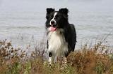 BORDER COLLIE 774